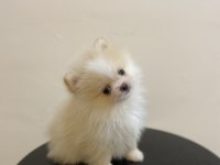 Erkek Dişi Pomeranian Yavrular