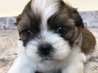 Dişi erkek shih tzu yavrularımız