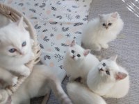 A KALİTE YAVRU KEDİLER