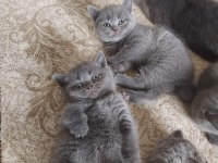 British shorthair yavrularım