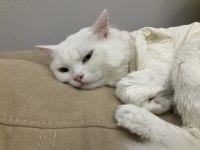 Chinchilla Erkek Kedi