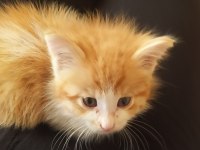 Sarman kedi yavru ÜCRETSİZ SAHİPLENDİRME