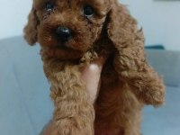 Sağlıklı poodle yavrular