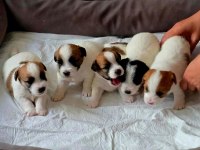 Şecereli jack russell yavrular