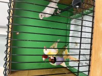 Goldian finch hazır takım