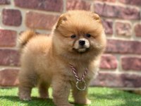 Türkiyenin en küçük köpekleri pomeranian boo