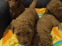 Toy poodle bebeğimiz mevcuttur