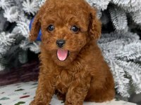 Toy Poodle Yavrularımız
