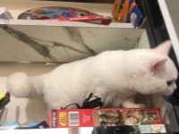 British shorthair cinsi kedimi sahiplendiriyorum