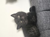 Sevimli British Shorthair Yavrular