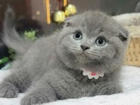 Top kafa scottish fold yavru