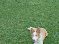Eğitmenden full eğitimli 12 aylık dişi border collie