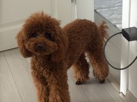 Dişi Poodle Köpeğimiz