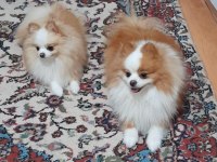 Secereli anne babadan show clas pomeranian yavrular