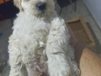 UYGUNA TERRİER KÖPEĞİMİZ