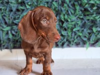Dünyanın Gözdesi Irk Mini Dachshund
