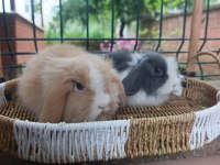 Hollanda teddy lop 1+1 takım tavşanlar