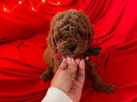 Safkan Toy Poodle Bebekler
