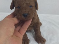 45 GUNLUK TOY POODLE YAVRULAR
