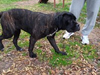 Safkan cane corso