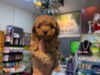 Toy Poodle Yavrular