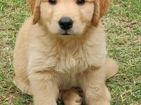 Bebek yüz golden retriever yavrular 2 aylık