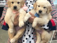 Irk Garantili Golden Retriever Yavruları