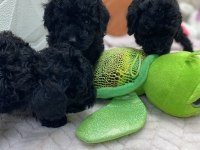 2 aylık siyah inci poodle bebekler