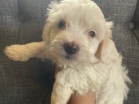 Maltese yavru köpekler