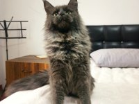 Blue smokin dişi maine coon yeleli 7 aylık