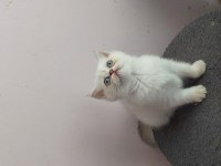 ISPARTA SON 2 YAVRUM UYGUN PUANLA 1 DİŞİ VE 1 ERKEK