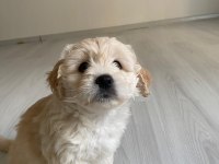 Sütten yeni kesildi dişi ve erkek morkie yavrularımız