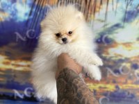 Irk Sağlık Garantili Pomeranian