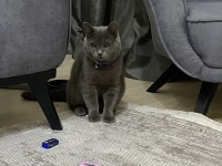 British shorthair kedimiz