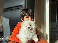 Ayı surat pomeranian boo
