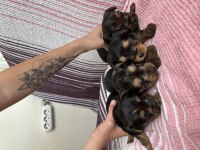 3 haftalık yorkshire terrier