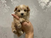 Baby face maltipoo yavruları