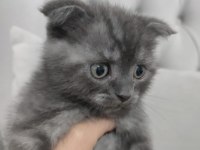 Scottish fold oğlumuza yuva arıyoruz