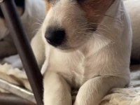 Yavru jack russell