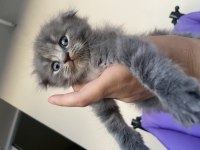 Scottish fold