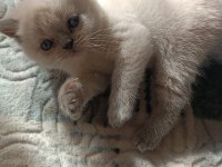 Safkan british shorthair AYI SURAT TOP KAFA bebişler