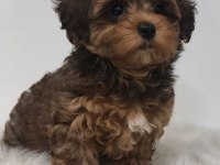 Morkie İstenirse Kapınıza Teslim Yavrular