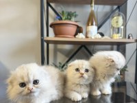 Üst kalite scottish fold bebekler