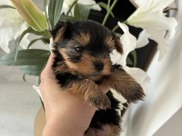 A kalite yorkshire terrier bebeklerimiz