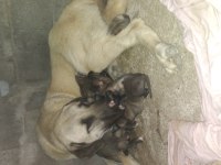 Orjinal Kangal Buca Kaynaklar
