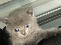 DÜNYA TATLISI MİNNOŞŞ KEDİLERİME YENİ YUVA ARIYORUM