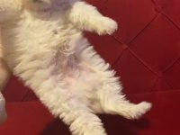 Ücretsiz maltese terrier
