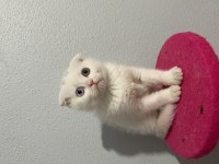 Scottish fold çift göz renkli