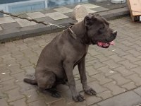 3 yaşında erkek cane corso evladımız