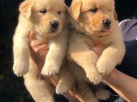 GOLDEN RETRİEVER YAVRU KÖPEKLER